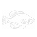 Panfish